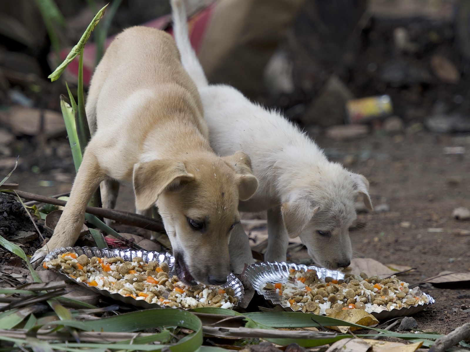Stray Feeding Program